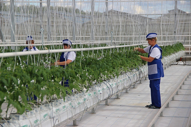 Арматура для газовой магистрали подведенной к тепличному комплексу, г. Самара 6 Арматура для газовой магистрали подведенной к тепличному комплексу, г. Самара 5 - NordEnergy