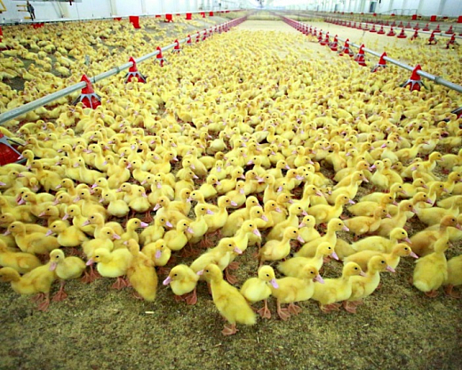 Оборудование для пароконденсатных систем, Искитимский р-он, Новосибирская
область 3 - NordEnergy